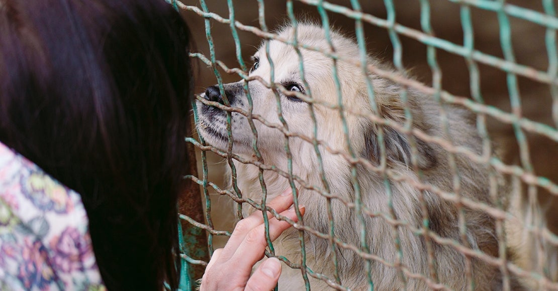 A woman petting a shaggy white and gray dog behind a green fence.