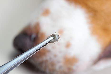 Closeup af pincet med voksen hunde flåt, hundenæse i baggrunden