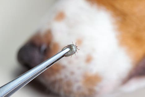 Closeup af pincet med voksen hunde flåt, hundenæse i baggrunden