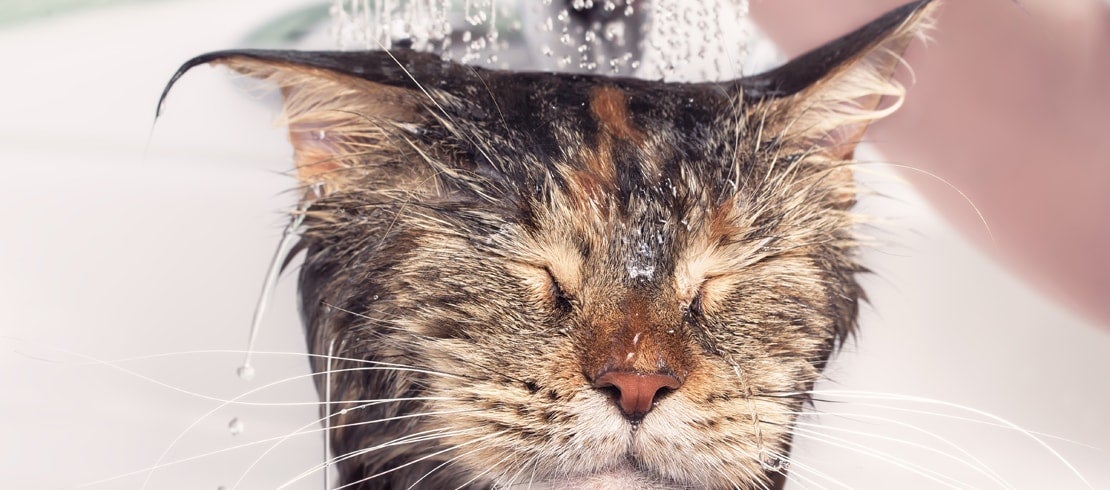  A cat being sprayed with water while getting a bath. 