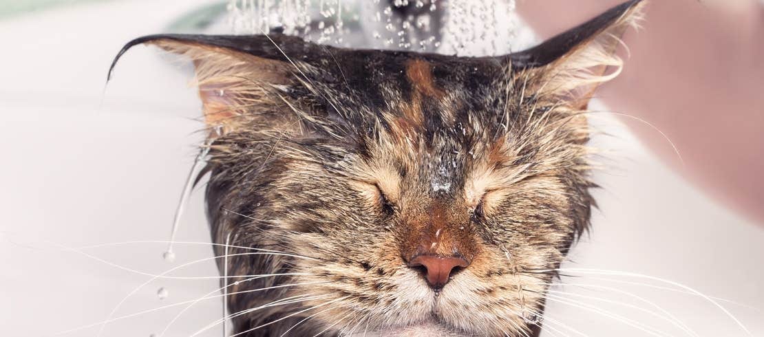 A cat being sprayed with water while getting a bath.