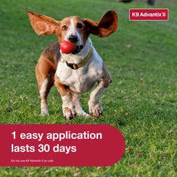 K9 Advantix II requires 1 easy application on your dog that lasts 30 days!