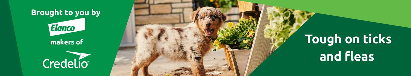 Credelio for dogs