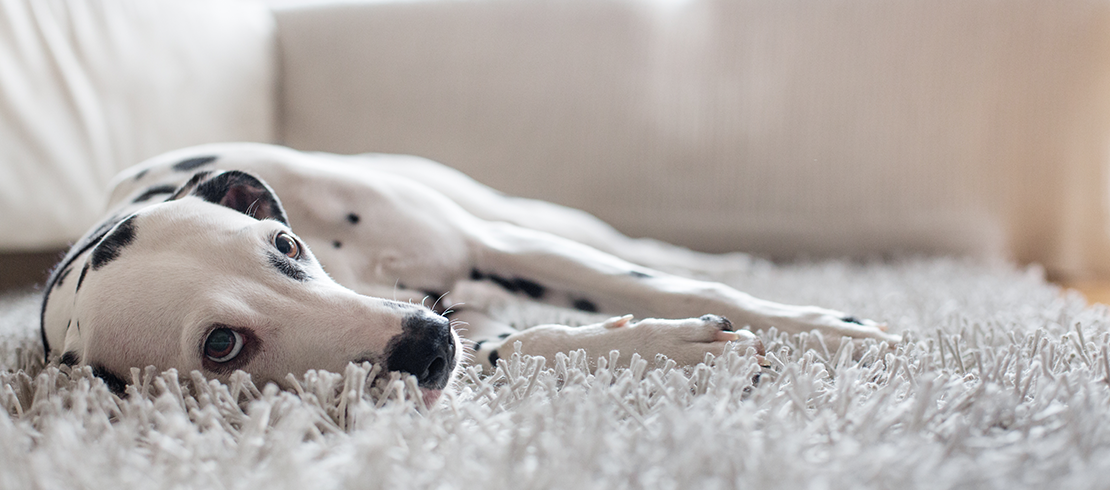Foto van een liggende hond. Futloosheid is één van de mogelijke symptomen van longworm bij een hond