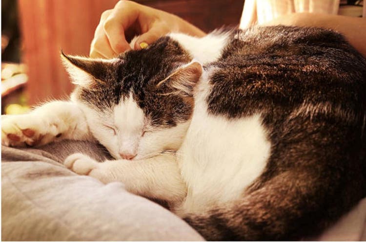 cat resting