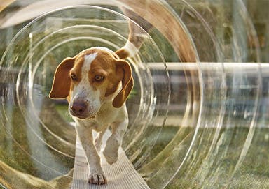 A dog walking through a clear tunnel