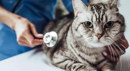 Cat at vet on table