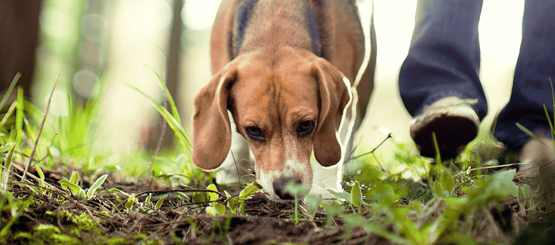 perro oliendo el pasto y con posibilidad de infestarse de parásitos