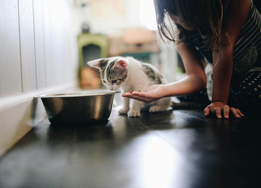 Gatinho alimentado pelo proprietário no chão da cozinha