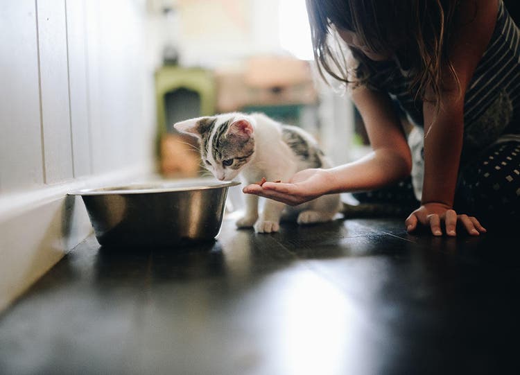 Gatinho alimentado pelo proprietário no chão da cozinha