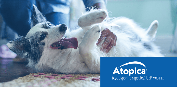 Atopica helps relieve itching so the dog can enjoy a belly rub from its owner.