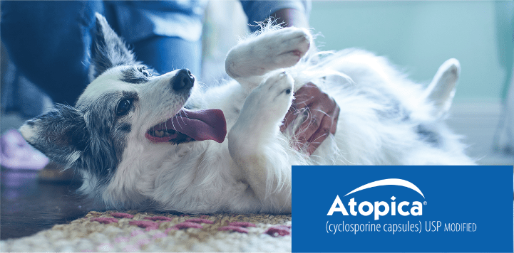 Atopica tablets best sale for dogs