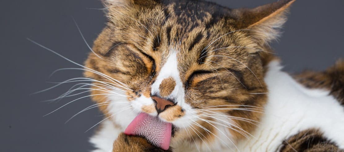 Short-hair calico cat licking its paw.