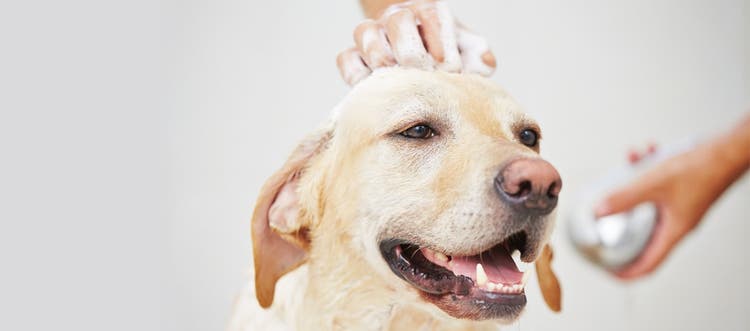 A yellow Labrador getting a bath with soap suds on its head.