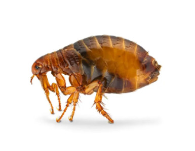 Image of a flea