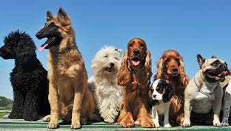 Six happy dogs sitting together 