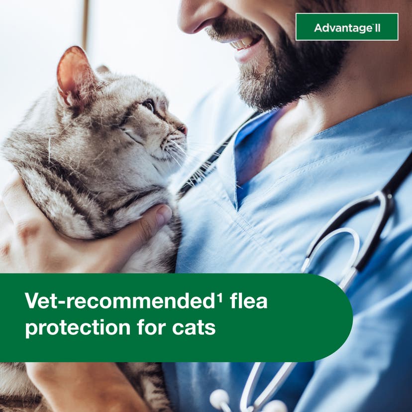 Vet recommended flea protection for cats from Advantage II