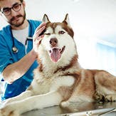 An Alaskan husky dog getting his vet check up