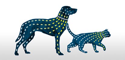 Silhouettes of a cat and a dog and colorful lines of dashes connecting head to tail