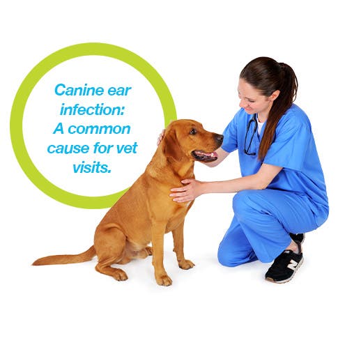 Ear infections are a common cause of visits to the vet