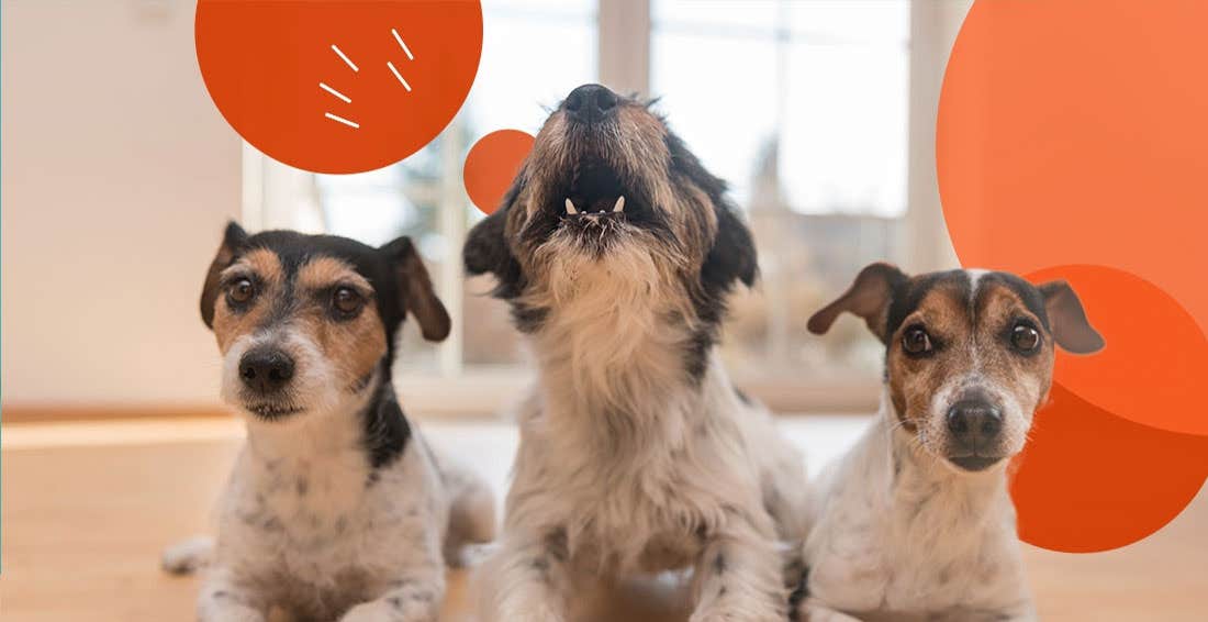 Three dogs sitting in a row inside their home with the one in the middle barking. 