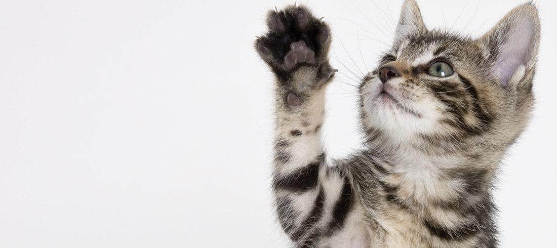 Gatto cat