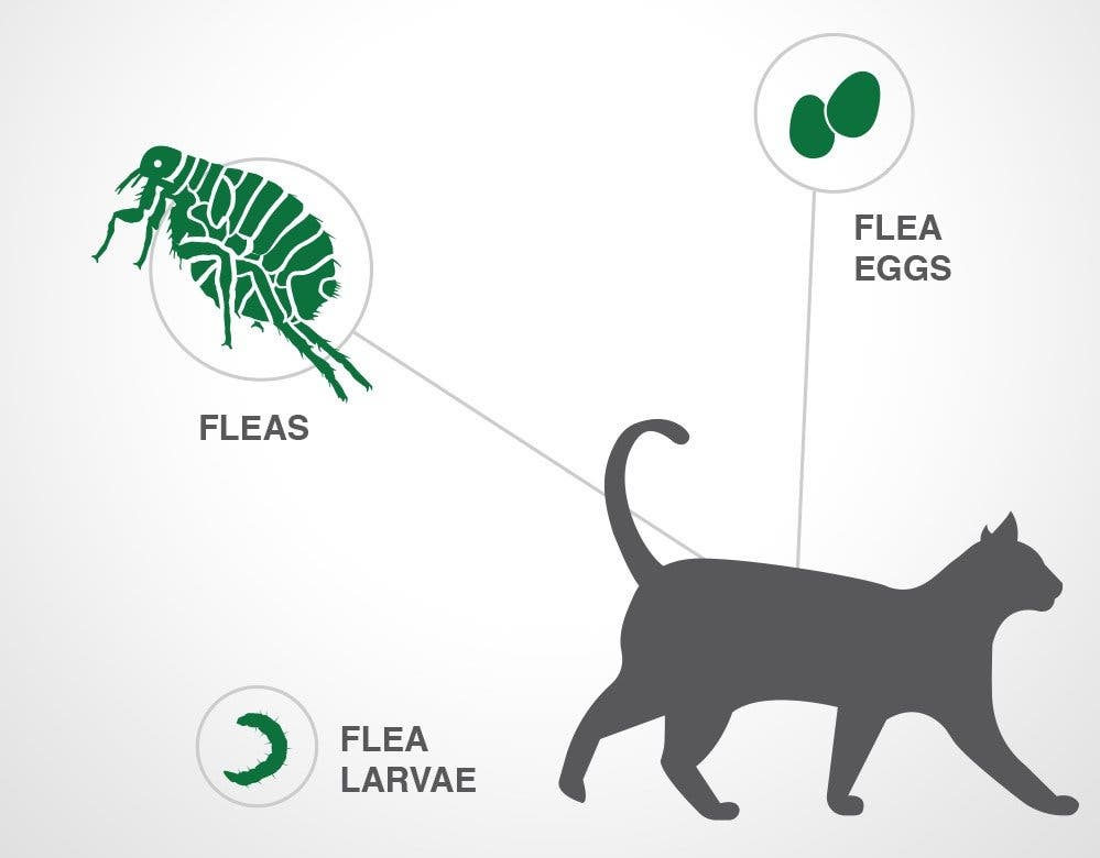 Parasites treated by Advantage II for cats