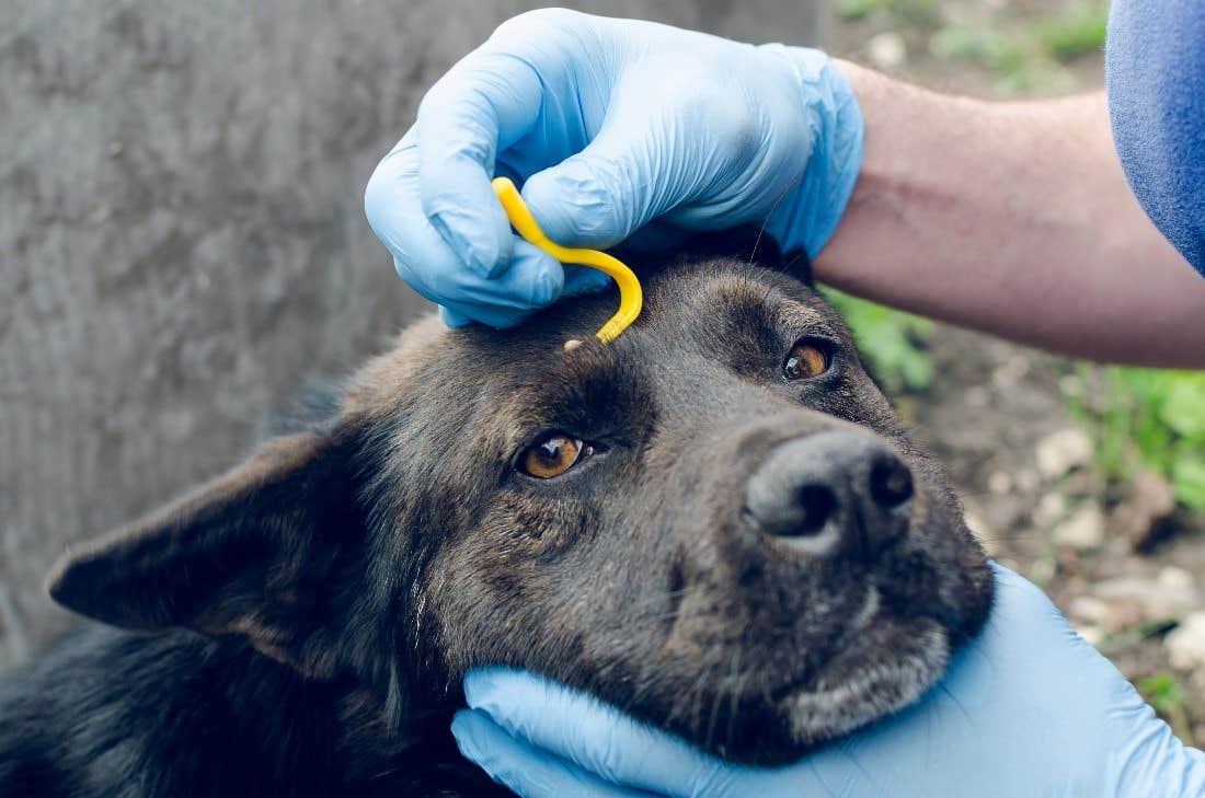 Dog having tick removed
