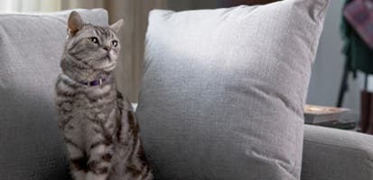 Image of a tabby cat sitting on sofa