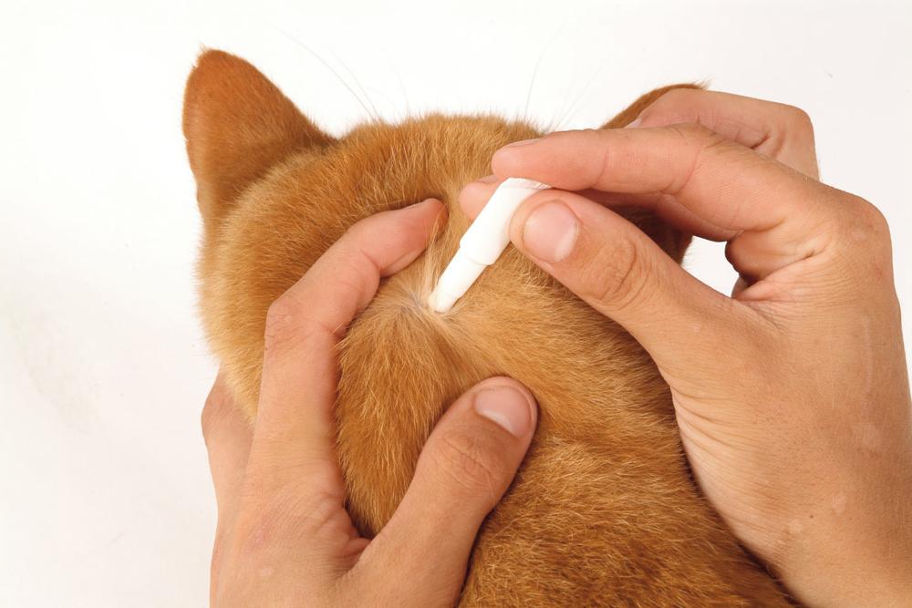 How to Treat Cat Fleas My Pet and I