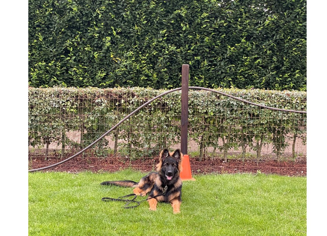 puppy_gehoorzaamheidscursus