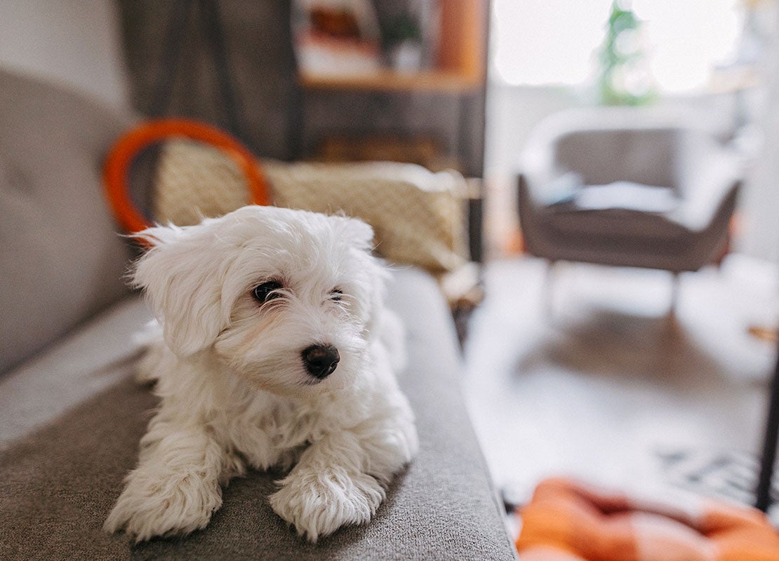 Cute Maltese dog lying on sofa