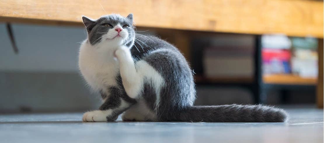 Gray and white cat scratching itself indoors