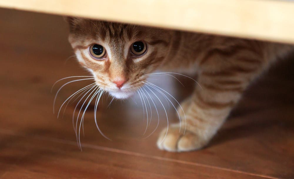 Chat apeuré qui se cache sous le lit