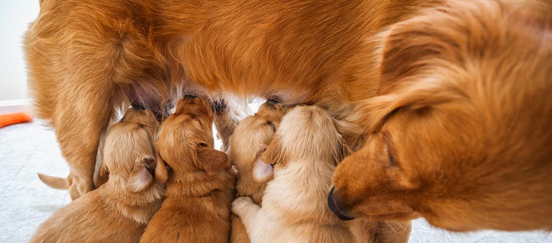 Nursing puppies can pick up worms from their mother’s milk