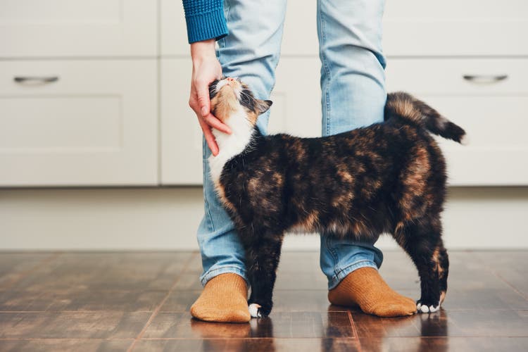 Cat being petted by owner
