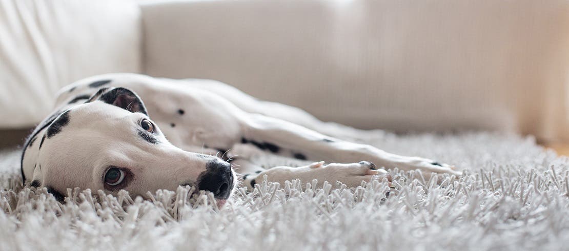 Lethargy is one of the possible lungworm symptoms in dogs