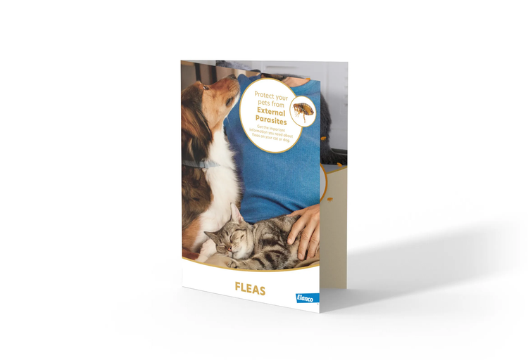 Flea brochure image