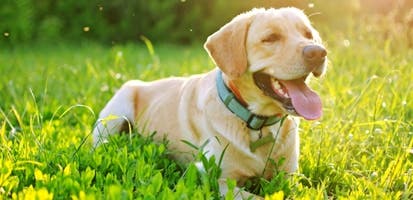 Lys labrador smiler med tungen ud af munder og slapper af i græsset med solskin og insekter bag sig