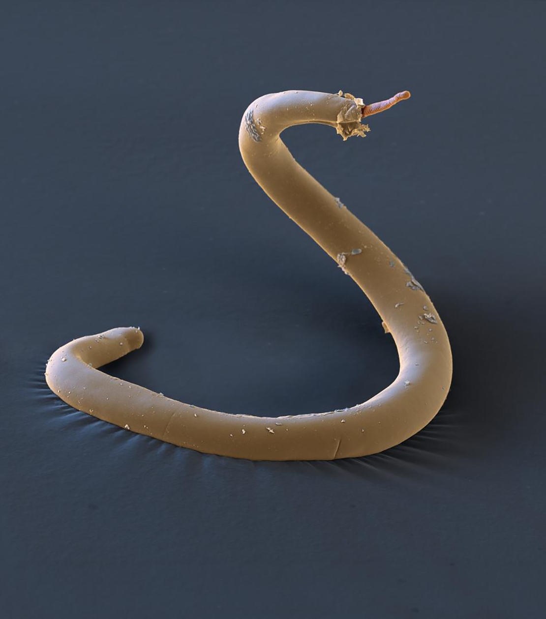  Thelazia callipaeda