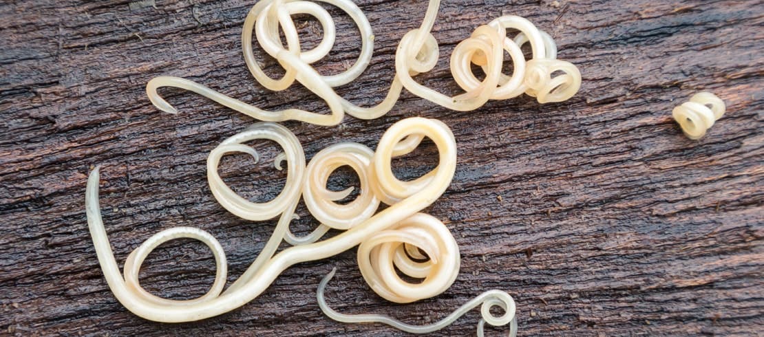 Close-up of multiple intestinal worms on a table.