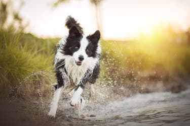Dog running through water