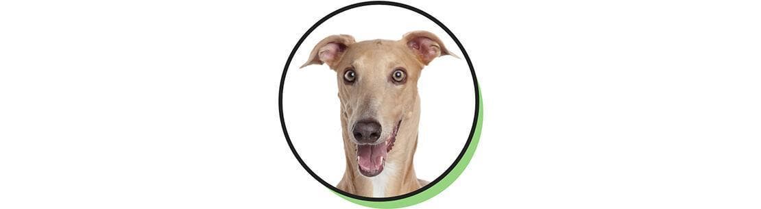 Hund af racen greyhound