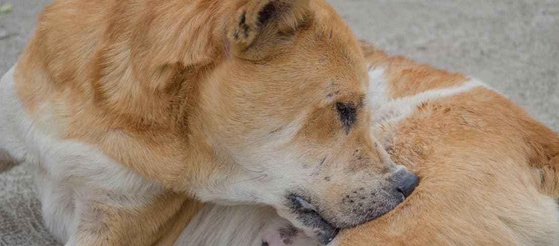 Dog biting hind leg because of itching fleas.