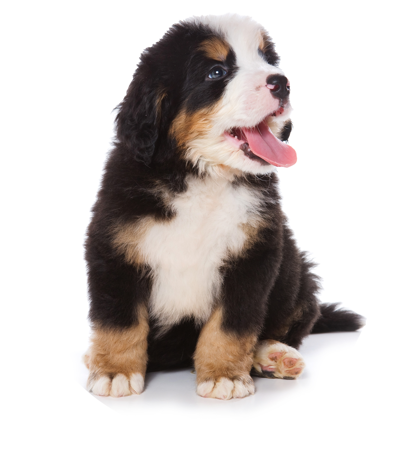 Filhote Drontal Puppy