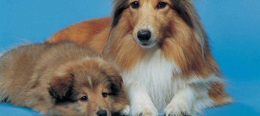 cane cucciolo e cane anziano