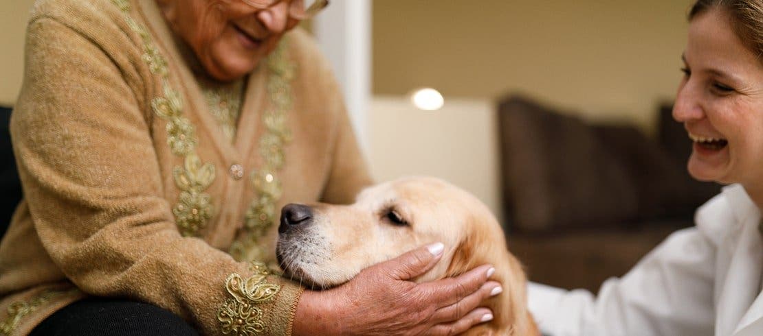 Image of an older woman petting a golden retriever therapy dog.