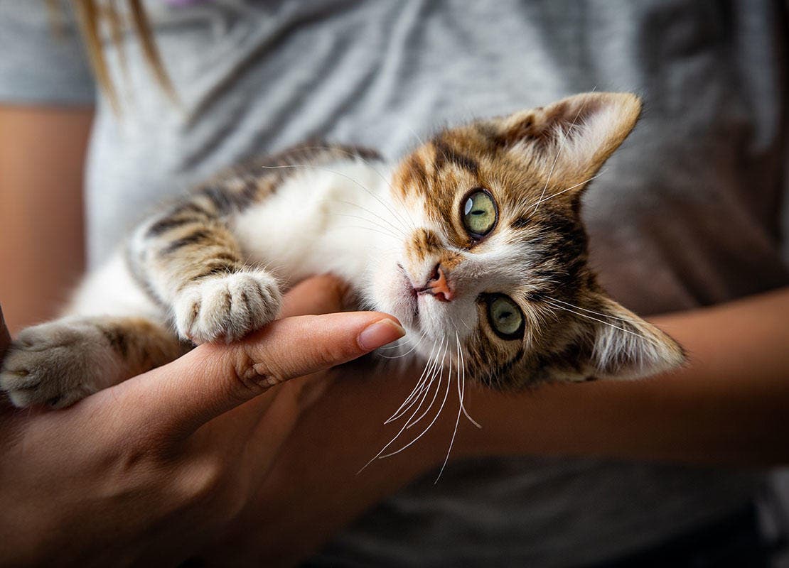 Kattunge ligger i sin ägares hand