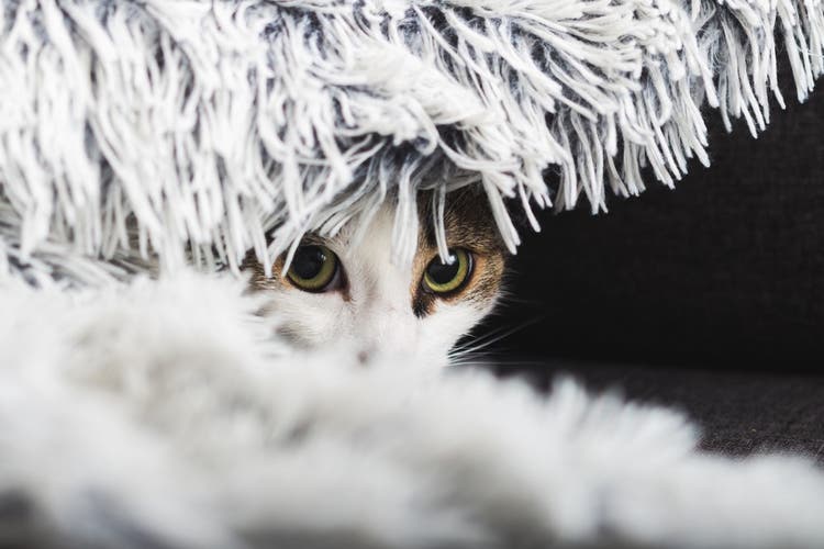 Kat verstopt zich onder een deken 