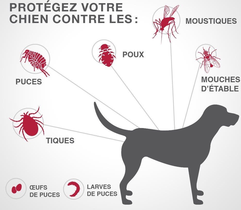 Treatement topique K9 Advantix®II pour chiens